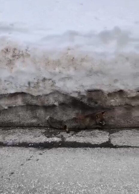 Uludağ’da havaların ısınmasıyla karların erimesi sonucu yaban hayvanları yeniden ortaya