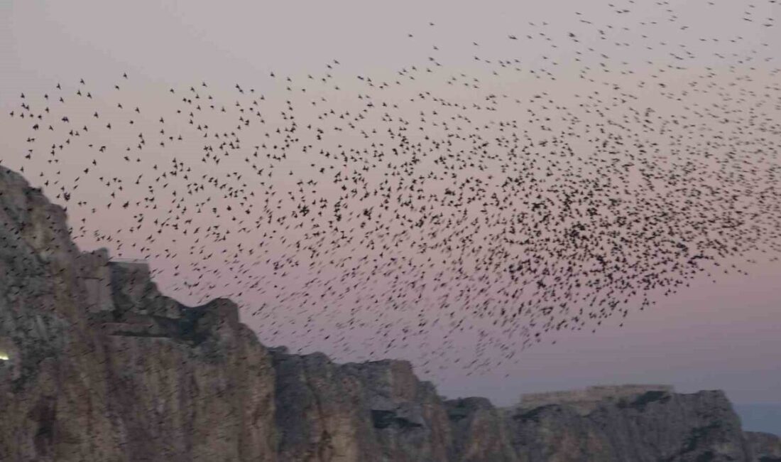 Van’da dün akşam yüzlerce sığırcık kuşu, tarihi Van Kalesi’nin güneyinde