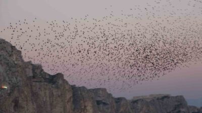 Van’da dün akşam yüzlerce sığırcık kuşu, tarihi Van Kalesi’nin güneyinde