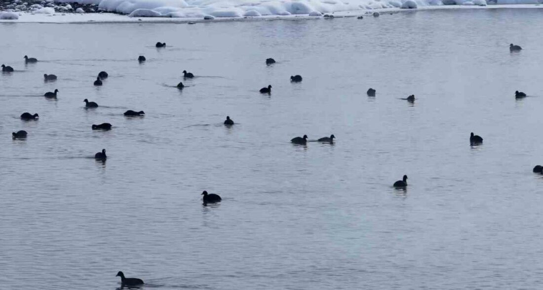 Van’ın Çaldıran ilçesinde bulunan Kaz Gölü kuşların mekânı oldu. Hava