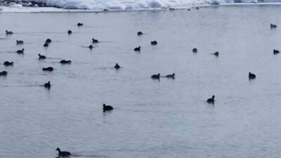 Van’ın Çaldıran ilçesinde bulunan Kaz Gölü kuşların mekânı oldu. Hava
