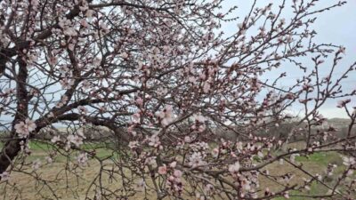 Eskişehir’de yalancı bahara aldanan ağaçların erken çiçek açması sonucunda ilginç