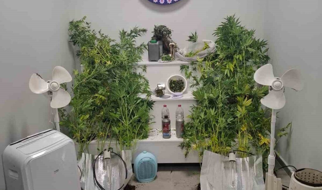 Yalova’da saklandığı evde uyuşturucu yetiştiren firari hükümlü yakalandı. Alınan bilgiye