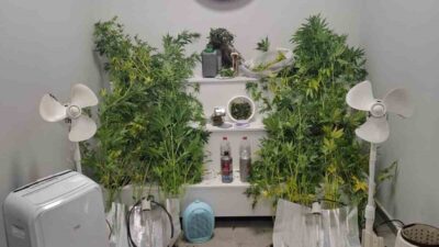 Yalova’da saklandığı evde uyuşturucu yetiştiren firari hükümlü yakalandı. Alınan bilgiye