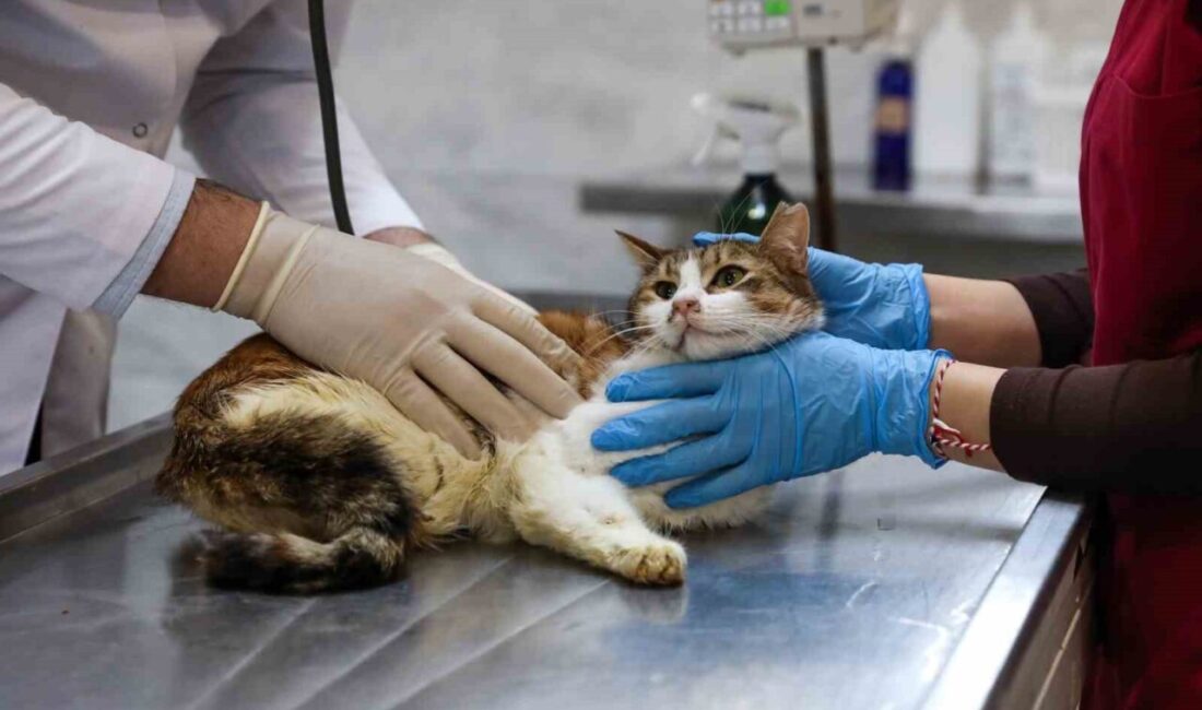 Bursa’da araç çarpması sonucu arka bacağı kırılan ve şok geçiren