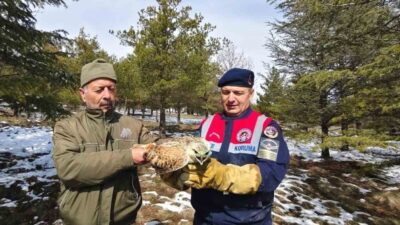 Yozgat’ın Sorgun ilçesinde bulunan yaralı şahin tedavi altına alındı. Yozgat