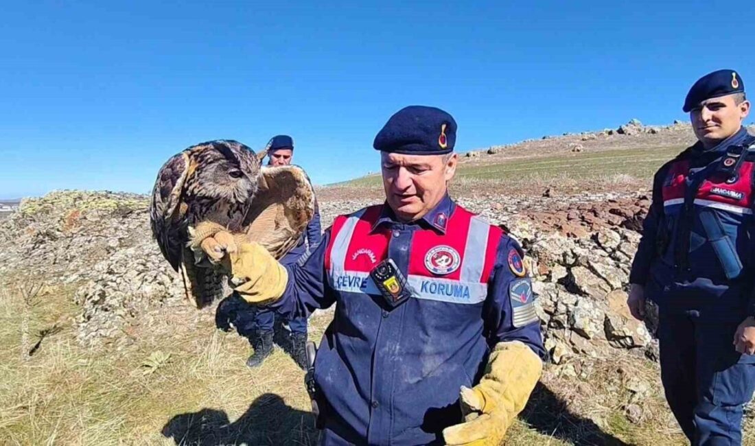 Yozgat’ın Saraykent ilçesinde yaralı puhu kurtarıldı. Yozgat İl Jandarma Komutanlığı