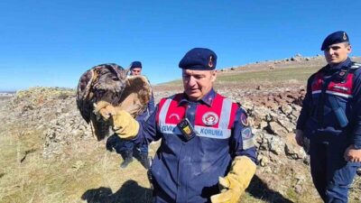 Yozgat’ın Saraykent ilçesinde yaralı puhu kurtarıldı. Yozgat İl Jandarma Komutanlığı