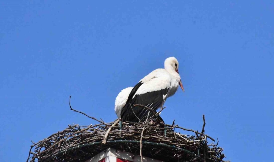 Bursa’nın İznik ilçesinde yürek ısıtan gelişme ikinci yılında. Geçtiğimiz yıl