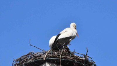 Bursa’nın İznik ilçesinde yürek ısıtan gelişme ikinci yılında. Geçtiğimiz yıl