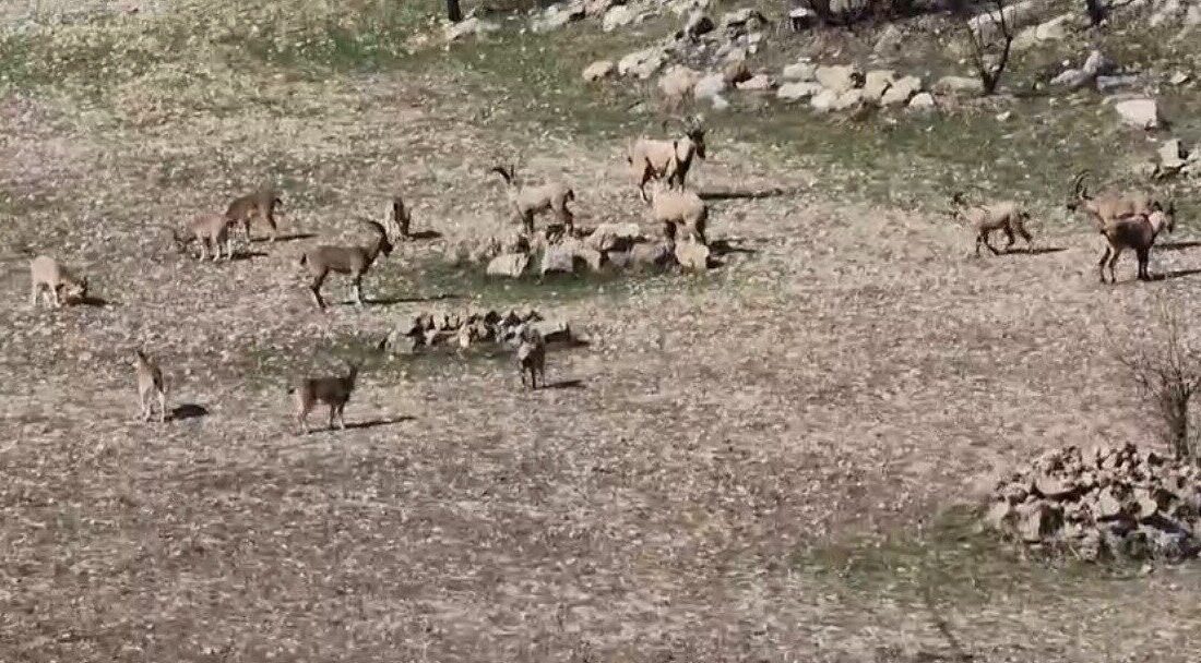 Diyarbakır’ın Çermik ilçesinde nesli tükenme tehlikesi nedeniyle koruma altında olan