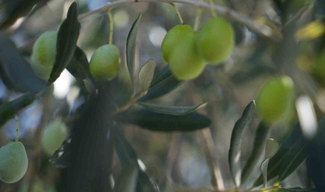 Havran İlçe Tarım ve Orman Müdürlüğü, ilçede zeytin ağaçlarında görülen