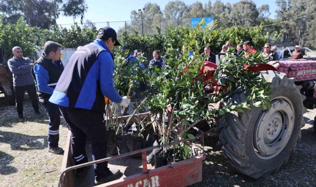 Muğla Büyükşehir Belediyesi, Köyceğiz’de geçtiğimiz yıl yaşanan şiddetli don nedeniyle