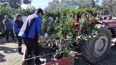 Muğla Büyükşehir Belediyesi, Köyceğiz’de geçtiğimiz yıl yaşanan şiddetli don nedeniyle