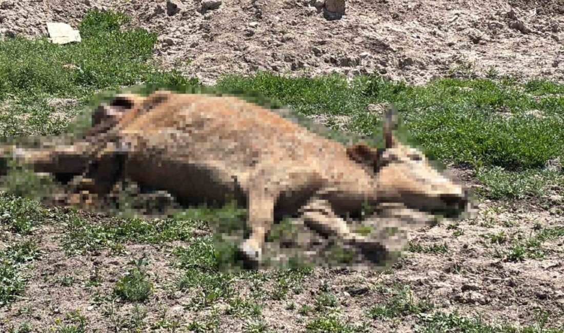 Aksaray’da hastalık nedeniyle ölen hayvanlarını açık araziye atan üç besiciye