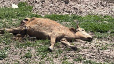 Aksaray’da hastalık nedeniyle ölen hayvanlarını açık araziye atan üç besiciye