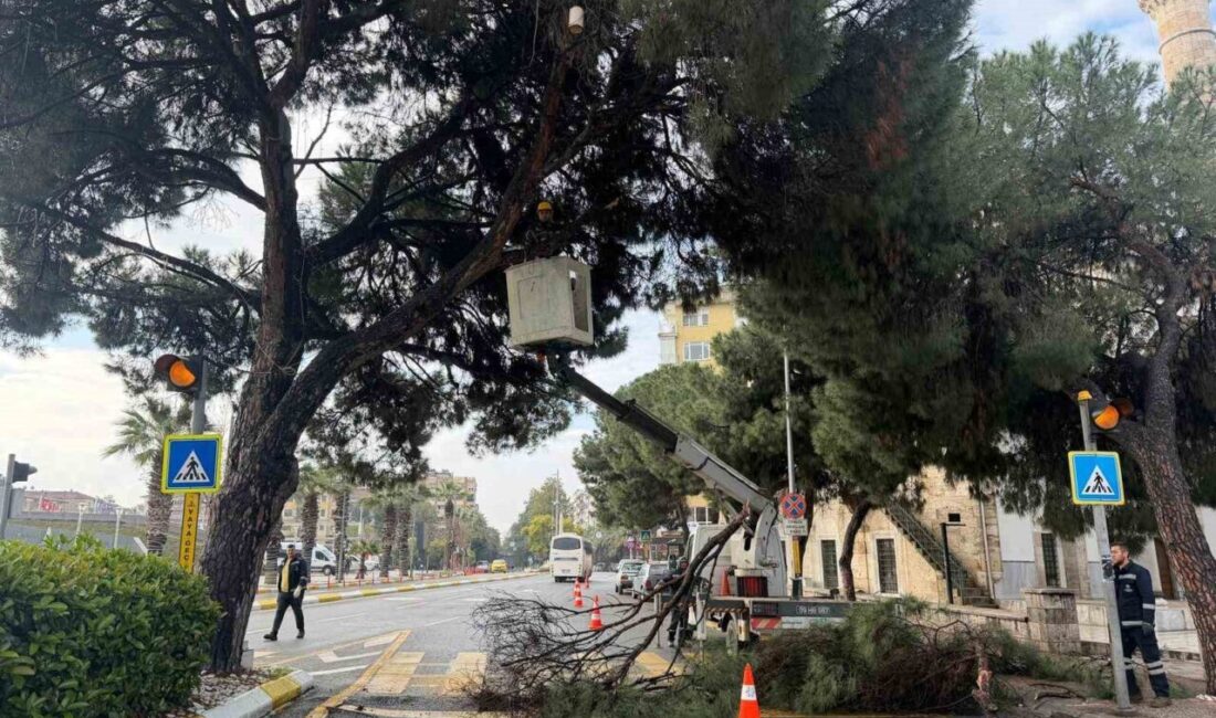 Aydın Büyükşehir Belediyesi Park ve Bahçeler Dairesi Başkanlığı ekipleri, Efeler