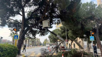 Aydın Büyükşehir Belediyesi Park ve Bahçeler Dairesi Başkanlığı ekipleri, Efeler