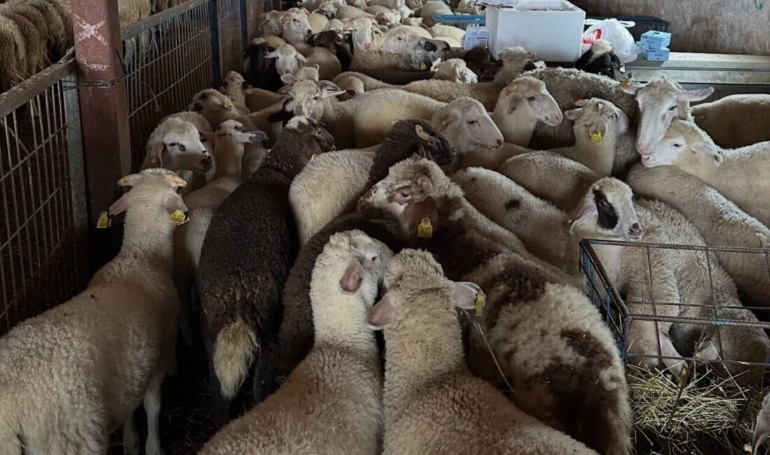 Bayburt’un Aydıntepe ilçesinde şap hastalığına yönelik NSP ve bağışıklık sero-sürveyans