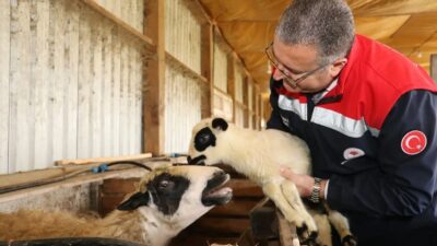 SAMSUN (İHA) – Samsun İl Tarım ve Orman Müdürü Kemal