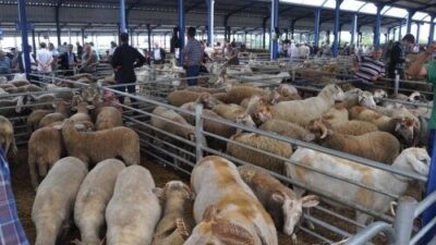 Balıkesir genelinde faaliyet gösteren tüm hayvan pazarlarının ikinci bir duyuruya
