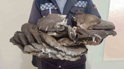 Konya’nın Beyşehir ilçesinde doğada bulunan yaklaşık 10 kiloluk mantar ilgi