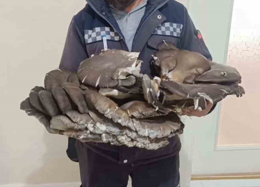 Konya’nın Beyşehir ilçesinde doğada bulunan yaklaşık 10 kiloluk mantar ilgi