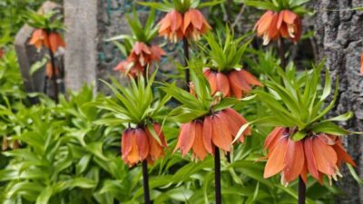 Bitlis’in Mutki ilçesinde baharın gelişiyle açan ters laleler, doğaseverlerin ve