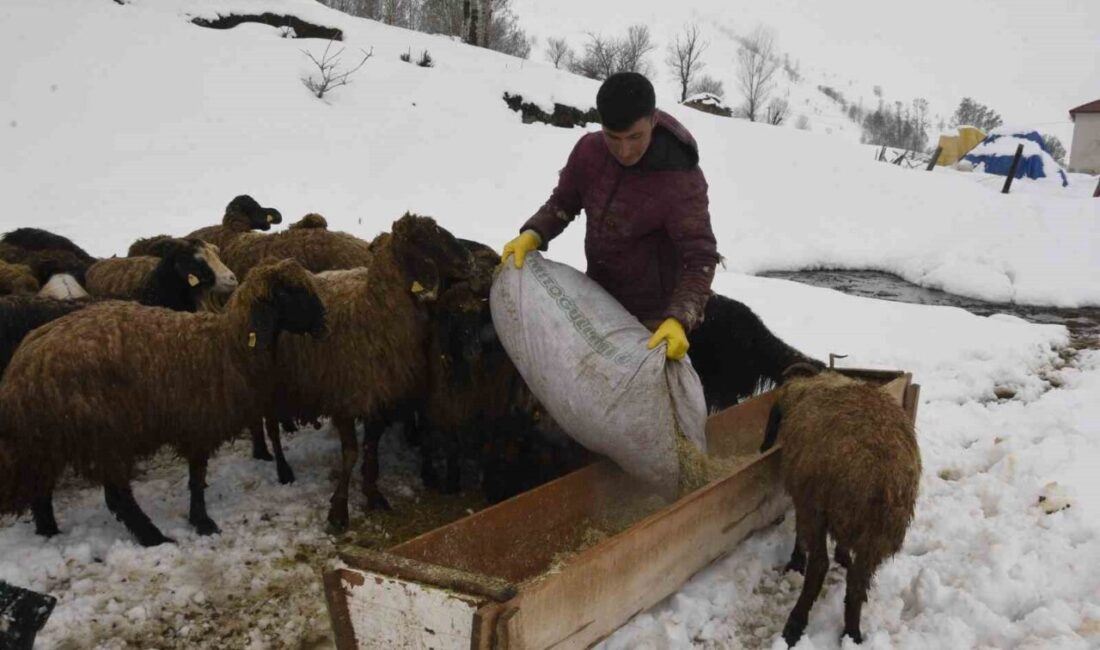 Türkiye’nin en fazla kar alan illerinin başında gelen Bitlis’te kış