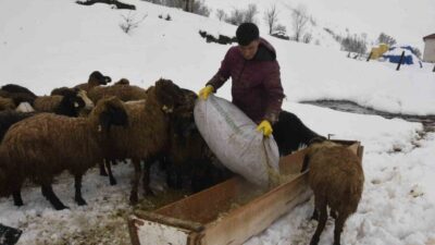 Türkiye’nin en fazla kar alan illerinin başında gelen Bitlis’te kış