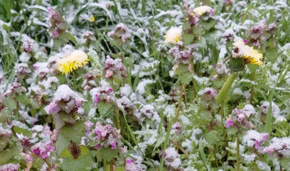 Bolu’nun Mudurnu ilçesinde bahar ayında açan çiçekler, etkili olan kar