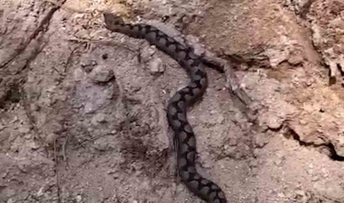 Bolu’da ormanlık alanda çalışan işçiler, odun yığınları arasında nesli tükenme