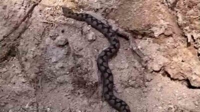 Bolu’da ormanlık alanda çalışan işçiler, odun yığınları arasında nesli tükenme