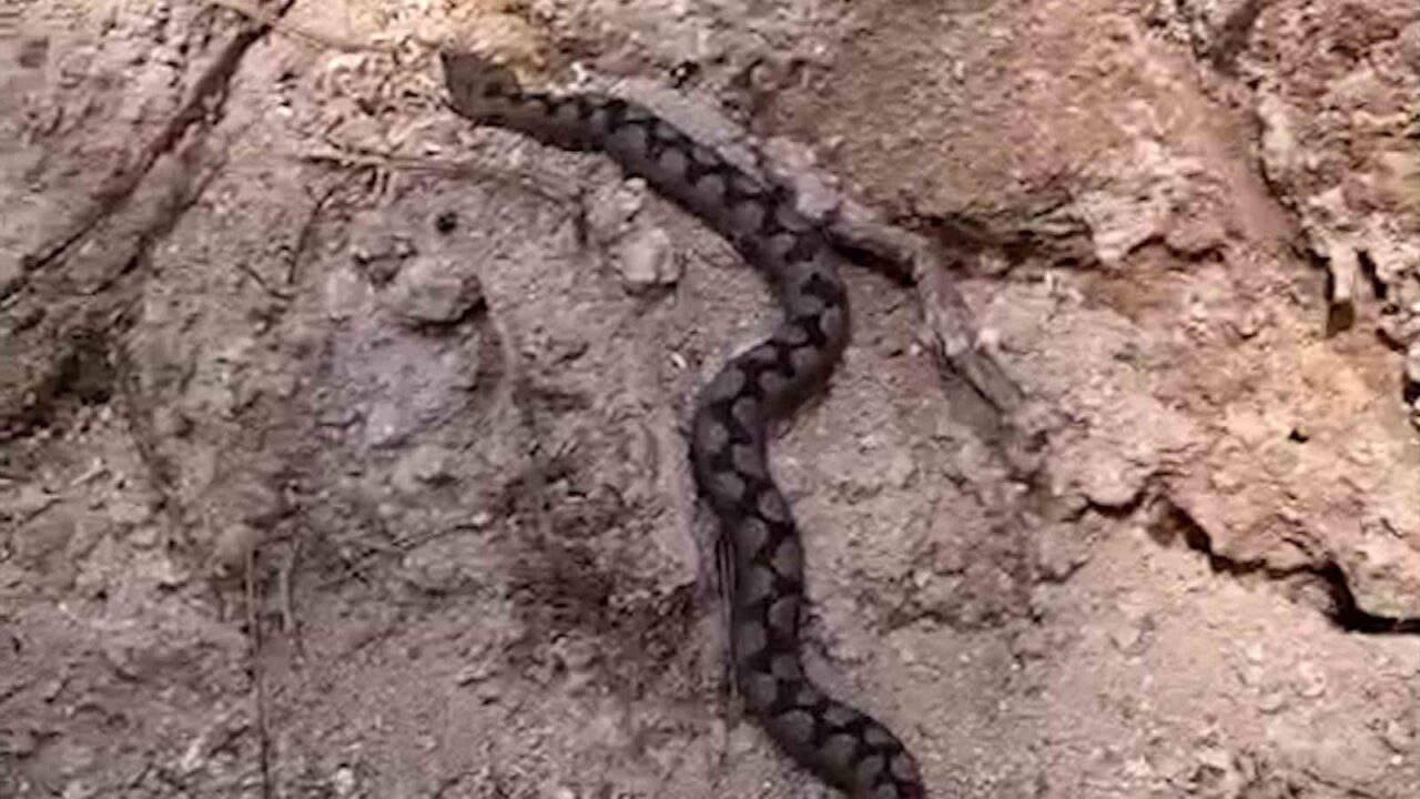 Bolu’da ormanlık alanda çalışan işçiler, odun yığınları arasında nesli tükenme