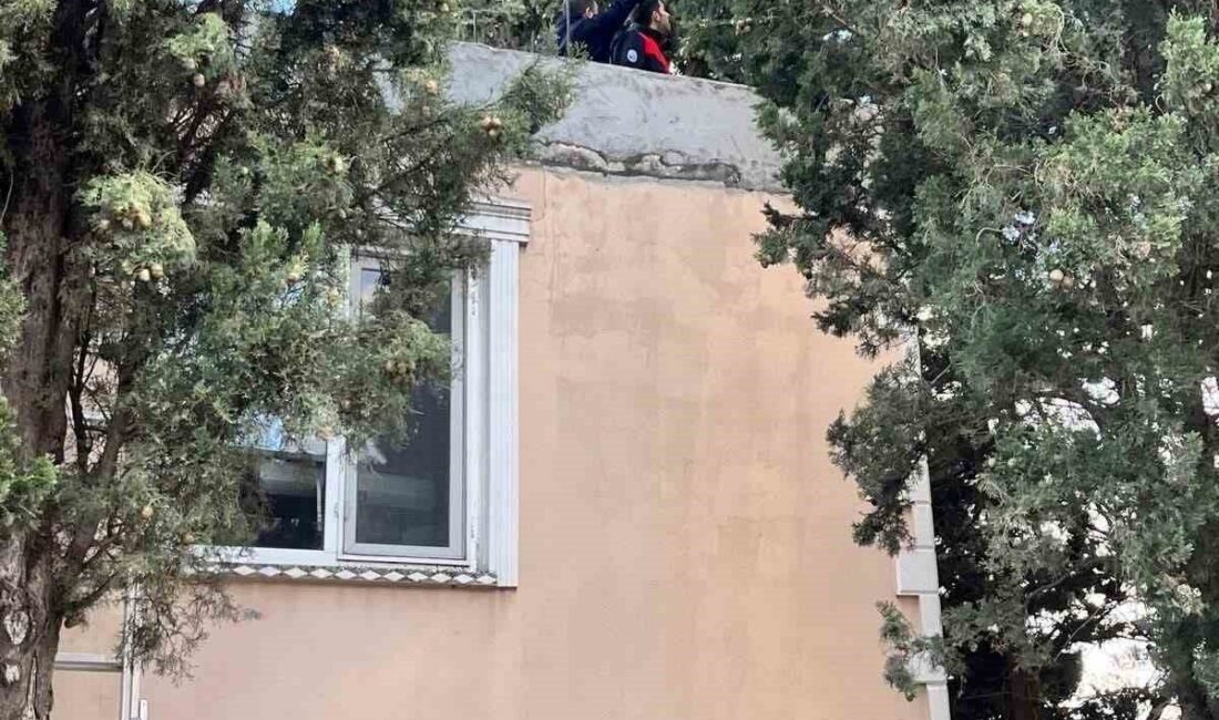 Hatay’da ağaçta mahsur kalan kedi itfaiye ekipleri tarafından kurtarıldı. Defne