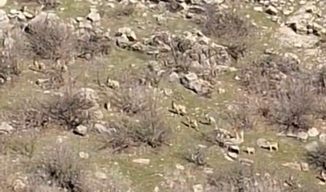 Doğal güzellikleri ile ünlü Diyarbakır’ın Çermik ilçesi, yaban hayvanlarının mekanı