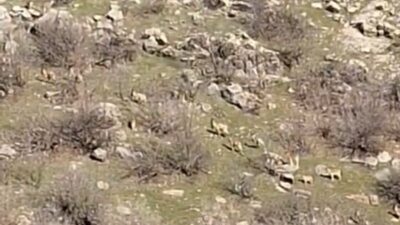 Doğal güzellikleri ile ünlü Diyarbakır’ın Çermik ilçesi, yaban hayvanlarının mekanı