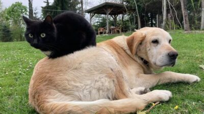 Şubat ve Mart ayında toplamda 531,9 ton kedi ve köpek