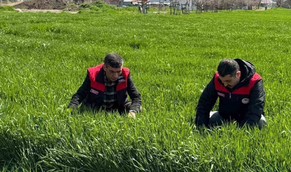 Elazığ’da son zamanlardaki yağışlarla birlikte hububat alanlarında kök ve kök