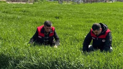 Elazığ’da son zamanlardaki yağışlarla birlikte hububat alanlarında kök ve kök