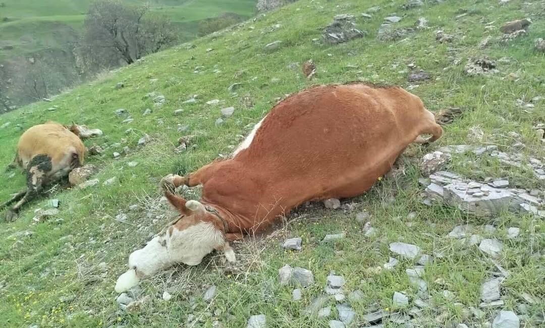 Elazığ’ın Sivrice ilçesinde yıldırım çarpması sonucu 5 inek telef oldu.