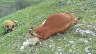 Elazığ’ın Sivrice ilçesinde yıldırım çarpması sonucu 5 inek telef oldu.