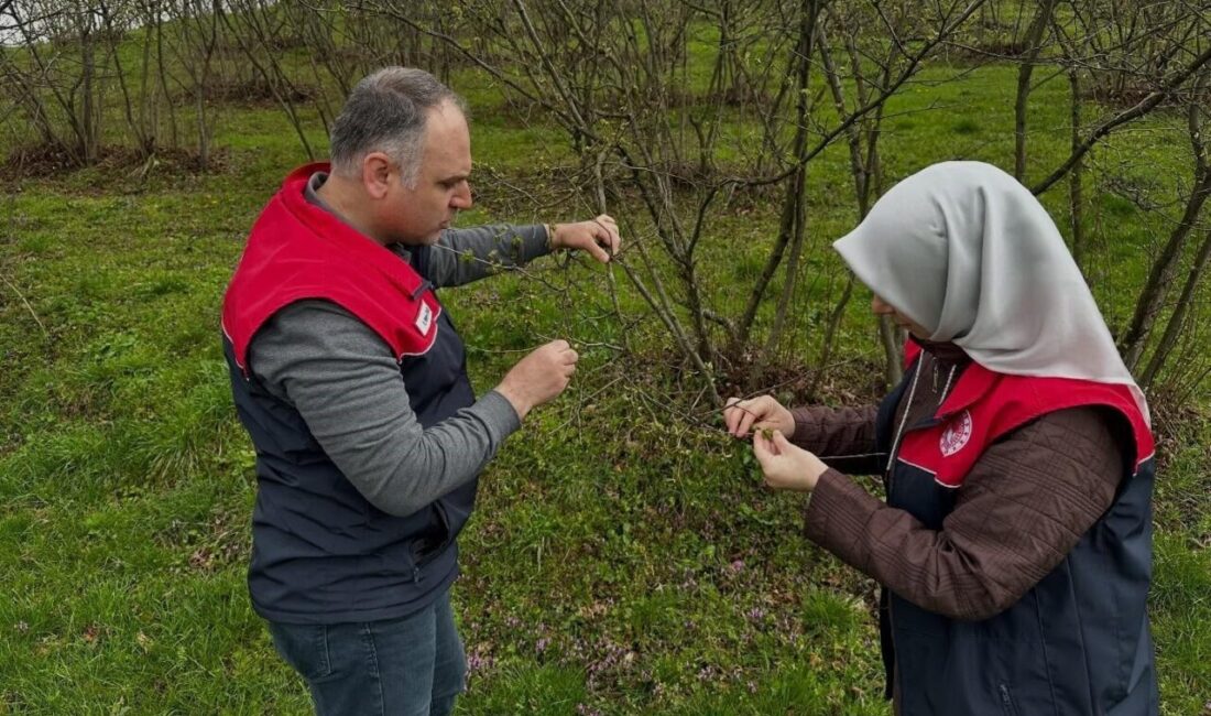 DÜZCE (İHA) – Düzce’de fındık üreticileri, mevsim normallerinin üzerinde seyreden