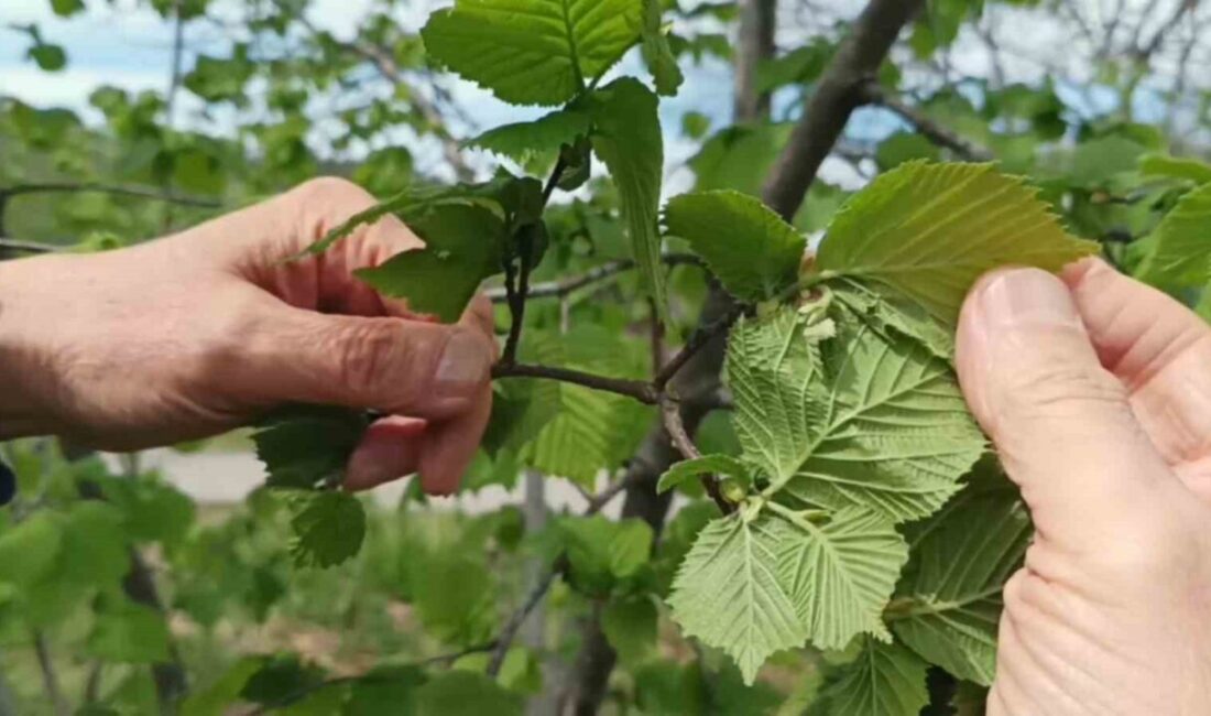 Giresun’da üreticiler, yeni sezon fındık rekoltesinin iyi göründüğünü belirtirken zirai