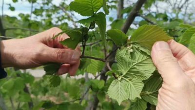Giresun’da üreticiler, yeni sezon fındık rekoltesinin iyi göründüğünü belirtirken zirai