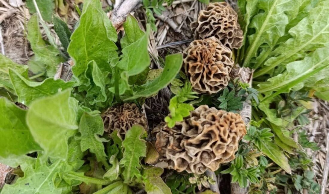 Kütahya’nın Hisarcık ilçesi ve çevresinde etkili olan yağışların ardından doğada