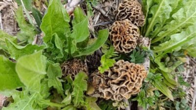 Kütahya’nın Hisarcık ilçesi ve çevresinde etkili olan yağışların ardından doğada