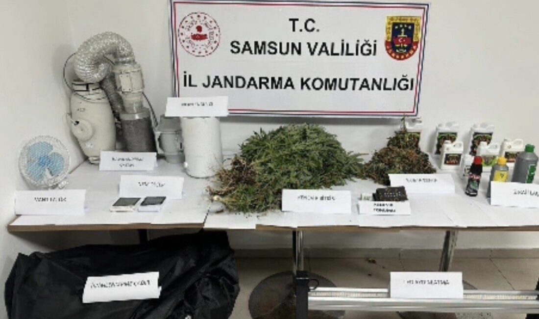 Samsun’da jandarma ekiplerince düzenlenen operasyonda evinde kenevir yetiştirdiği belirlenen şahıs
