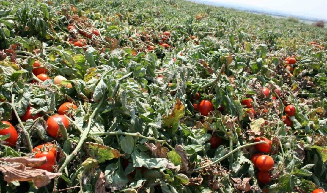 Salçalık domates üretiminde önde gelen merkezlerden olan Bursa’nın Karacabey ilçesinde