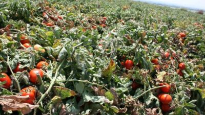 Salçalık domates üretiminde önde gelen merkezlerden olan Bursa’nın Karacabey ilçesinde